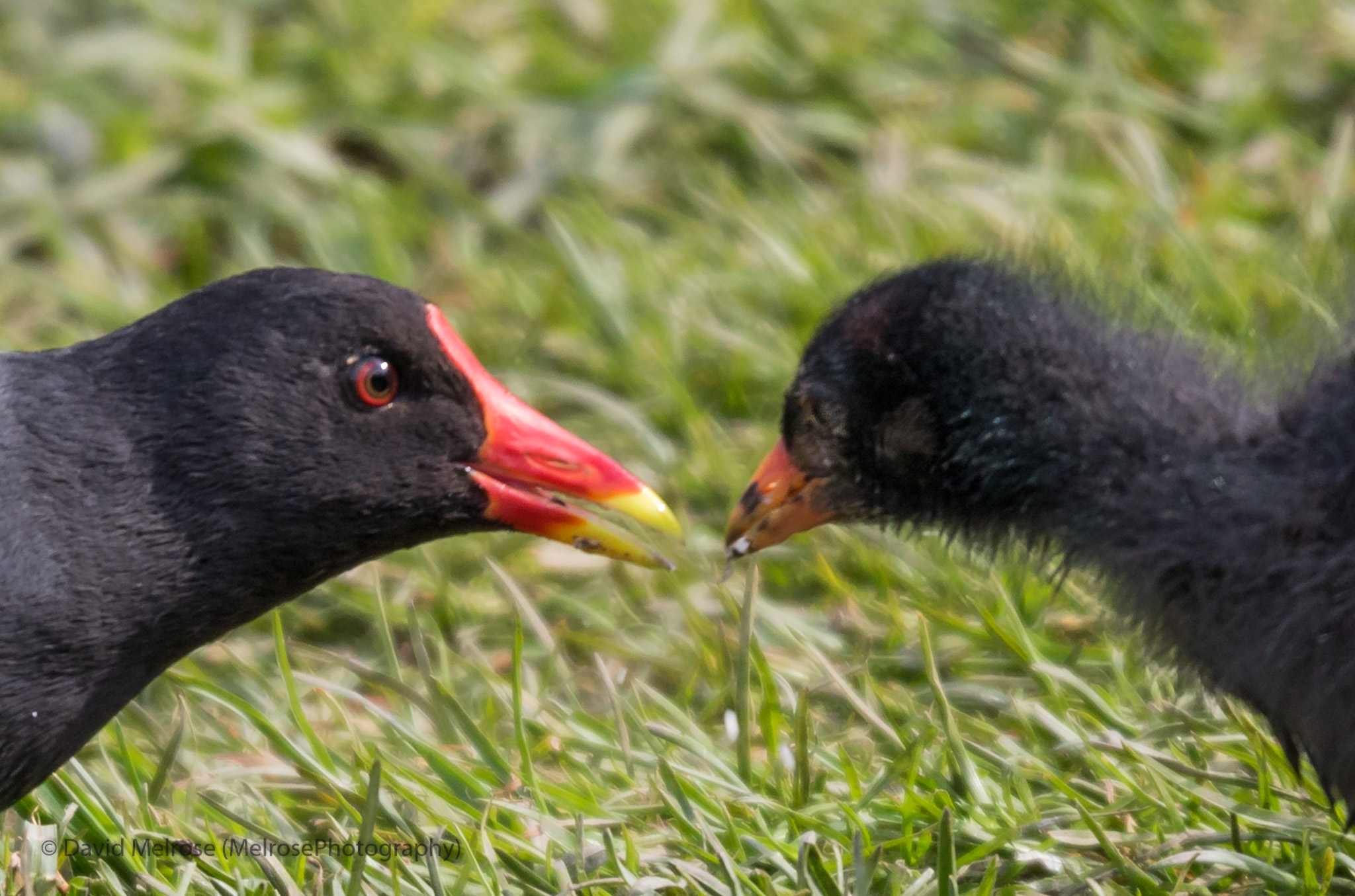 wildlife/Lochwinnoch B2 04-17 -April2017-0301.jpg